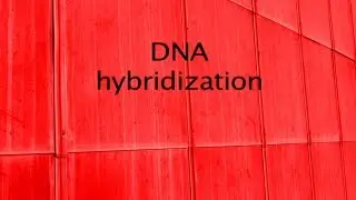 DNA hydridization
