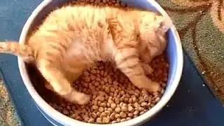 kitten sleeping in the dining room / yemek kabında uyuyan yavru kedi