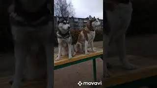 Осенняя хаски депрессия... #shorts
