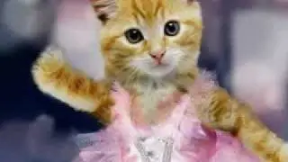 Crazy Kitty Ballet - Nutty Nutcracker, Act I!  XD