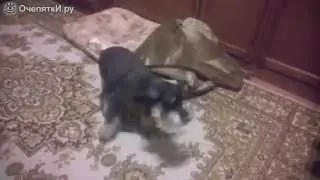 Собаки после душа :)