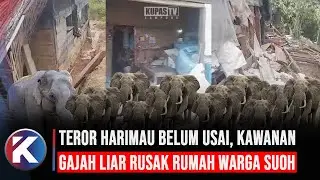 Teror Harimau Belum Usai, Kawanan Gajah Liar Rusak Rumah Warga Suoh