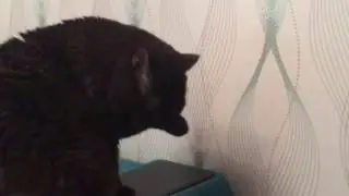 Британец кот умывается, готовиться спать.