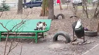 Секс на Скамейке (Кот+Кошка)