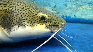 AQUA WORLD UNDER WATER ZOO | Fish Water Tunnel | Aquarium water Tunnel ||