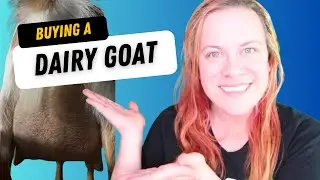 Buying a dairy goat for your homestead