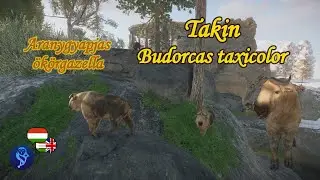 🐐Planet Zoo animals #151 | Takin - Aries, Child of Poseidon