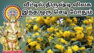 தங்கம் போல் ஜொலிக்கும் தங்க அரளி வாஸ்து செடி | Thanga Arali Vasthu Chedi | VasthuPlant | ThangaArali