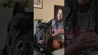 Who's BIGGER? Cane Corso or this Woman? 