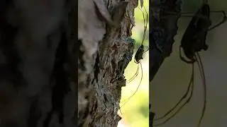 Tiroler Spinnen