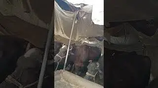 Fresh Milk from Cow Farrm #shorts #fyp #fypシ #foryoupage #shortvideo #eiduladha #bakraeid #cowfarm