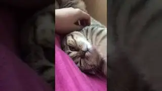 Киса нападает