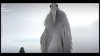 мем из 2027 но вы его не поймете