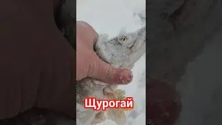 Щурогай на флажок.