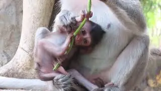 Baby Very playful