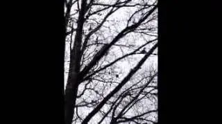 WTF Birds!