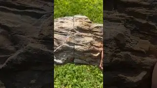 Ancient tree turned to stone!