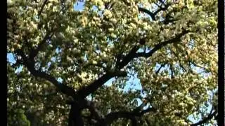 Сад и огород. Груши и сливы