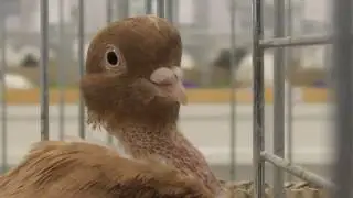 Выставка декоративных голубей (г.Кельце, Польша)