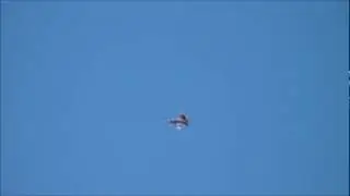 Freewing f-18 90mm edf, flat spins.wmv