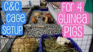 C&C Cage Setup for 4 Guinea Pigs