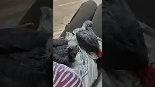 Самые ласковые малыши жако #shorts #memes #funny #love #music