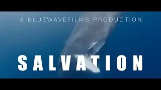 Swimming with Sperm Whales in Dominica 2024