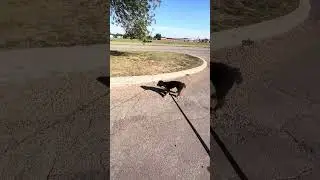 Bear Puppy k - Sep 6