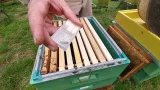 Подсадка матки через искусственный рой