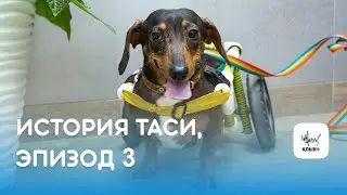 История Таси, эпизод 3