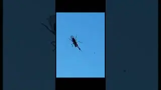 Little Bee Washing Its Hands