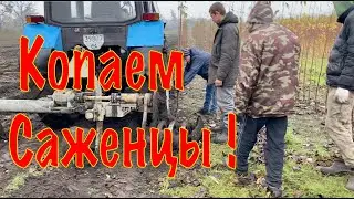 Выкопка саженцев черешни в питомнике Маценко