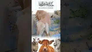 #viral #duet #languagetranslation #islamicvideo #nature #urdulanguage