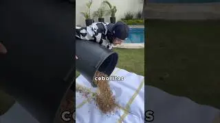 QUE PASA SI EXPLOTO 10,000 CEBOLLITAS ADENTRO DE UN PAPEL GIGANTE?😱ASI SONO 