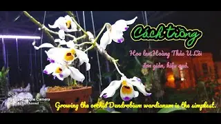 Cách trồng lan hoàng thảo U lồi đơn giản. Growing the orchid Dendrobium wardianum is the simplest.