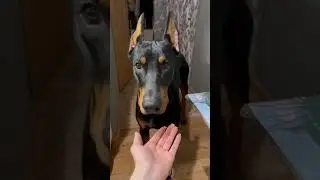 Доберман Каспер😍наш выпускник 😊 передаёт привет из Магнитогорска 💋