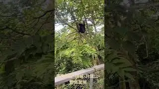 2024年2月3日馬來西亞檳城升旗山上的野生鬱烏葉猴