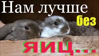 Содержание декоративных кроликов парами. Как подобрать пару, За и Против!