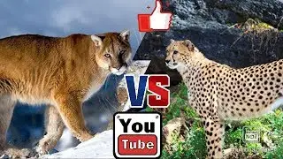 Пума против гепарда. Cheetah against Puma. Animals Battle.