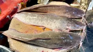 Master Catfish Cutting | Expert Skills & Techniques for Perfect Fillets | Step-by-Step Guide