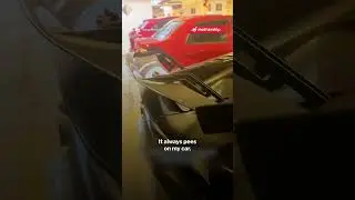 Orange cat on M'sian man's Lamborghini sits, poops & leaves