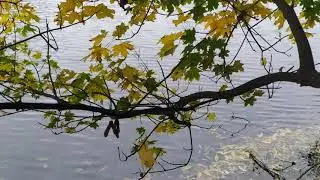 Релакс осінній...