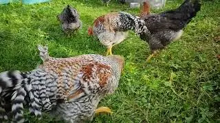 Билефельдеры, другая семейка.