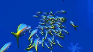 Новая игра VR «Ocean Rift» в РЦ «СОСНА»