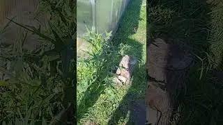 ЭТО РАСТОРОПША??? 😯