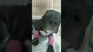 какой ты миленький🥰 #лечение #щенок #юлияветеринар #dog