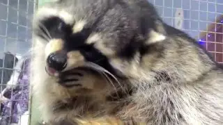 Енот коварно ест