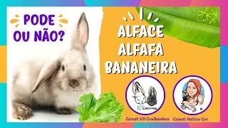 Mini Coelhos - Podem comer ALFACE, ALFAFA E FOLHA DE BANANEIRA?
