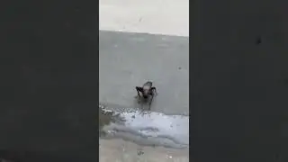 Sneaky Cricket Bite 