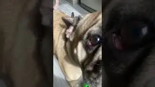 Солодка парочка!